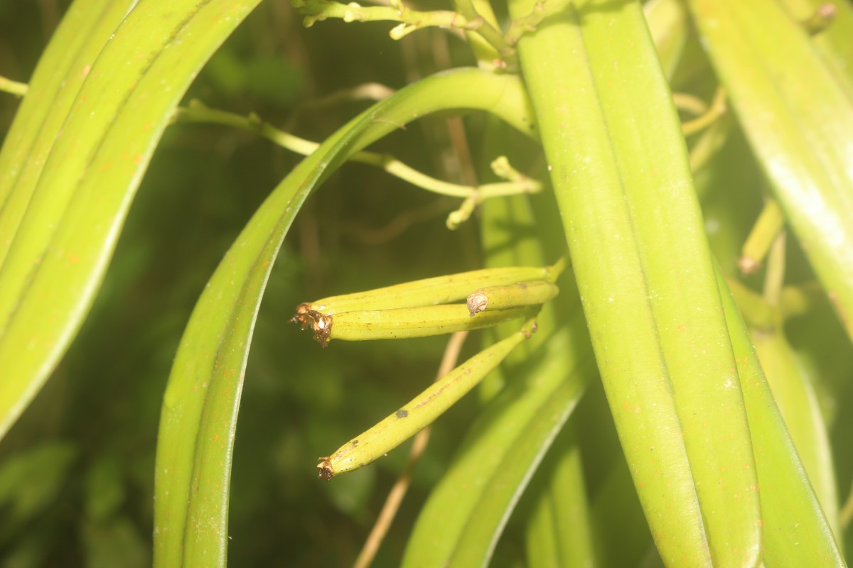 Acampe ochracea (Lindl.) Hochr.